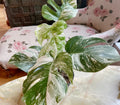 Very Rare: 5 leaves Monstera albo borsiagina Marble full rooted- H40cm image 4