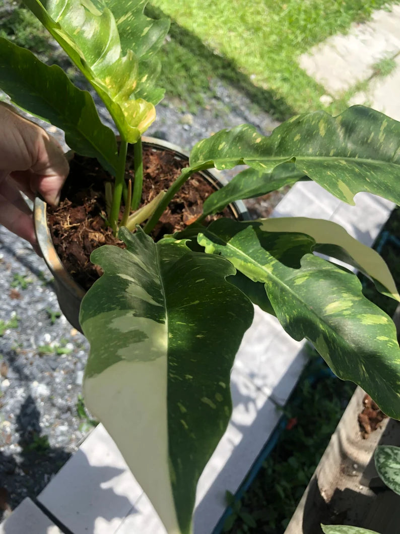 Very Rare Philodendron Ring of Fire Variegata - Large size image 5