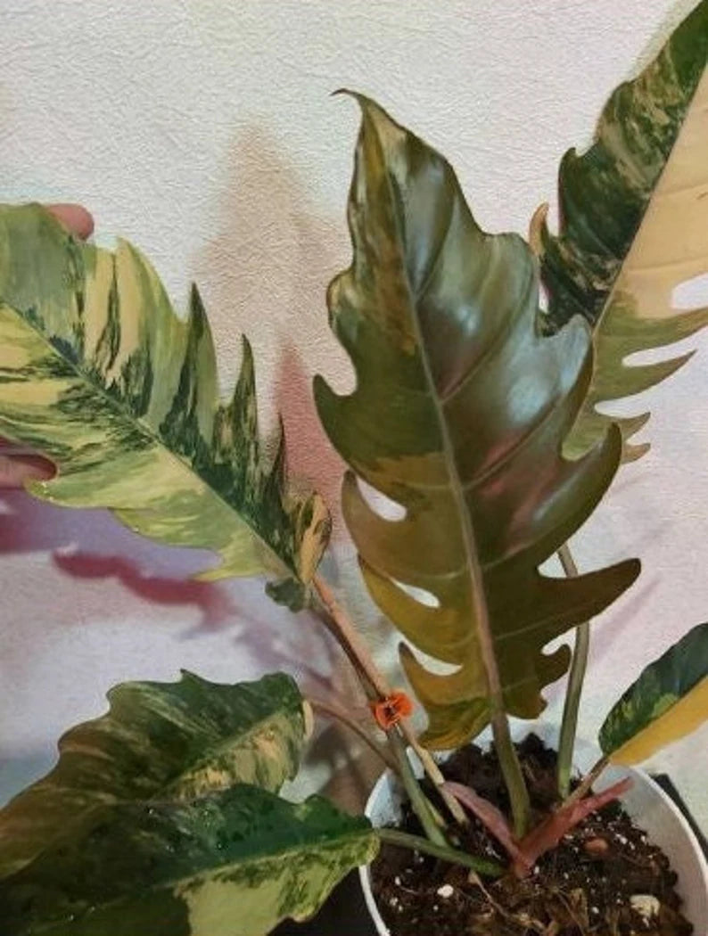 Philodendron Caramel Marble Plant Well Rooted Mother Plant image 4