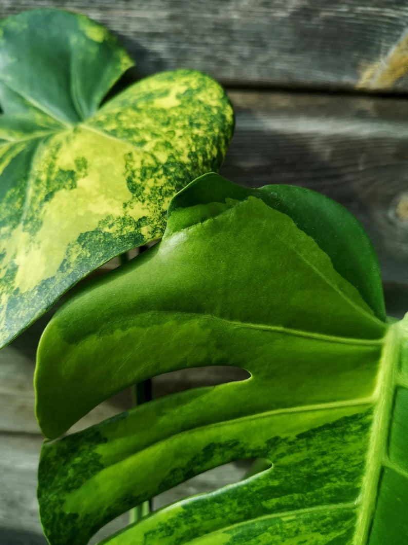 Sport Monstera XXL - Monstera Aurea - Variegated Monstera Deliciosa Large Form Sport Aurea. Monreo. image 7