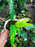 Rare Philodendron Domesticum Variegated Plant image 4