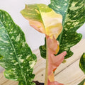 Philodendron Ring of Fire Variegated — 4