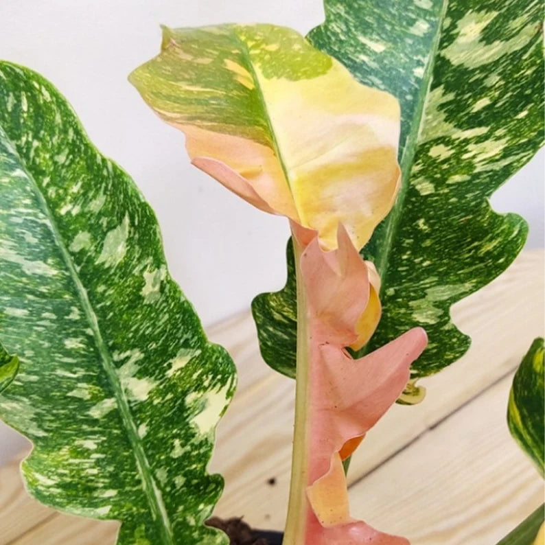 Philodendron Ring of Fire Variegated — 4" Pot image 1