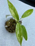 Philodendron Variegated Domesticum Babies. Fully Rooted. image 2