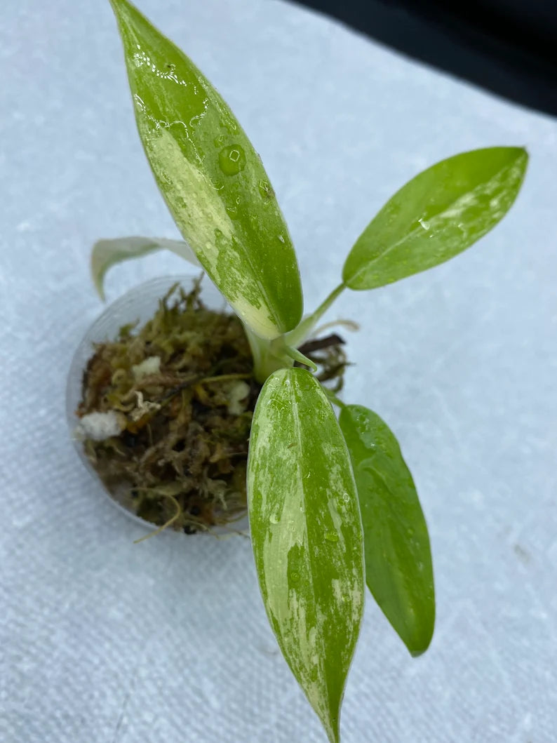 Philodendron Variegated Domesticum Babies. Fully Rooted. image 2