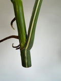 Variegated Monstera Deliciosa Albo Borsigiana 3 Leaves image 8