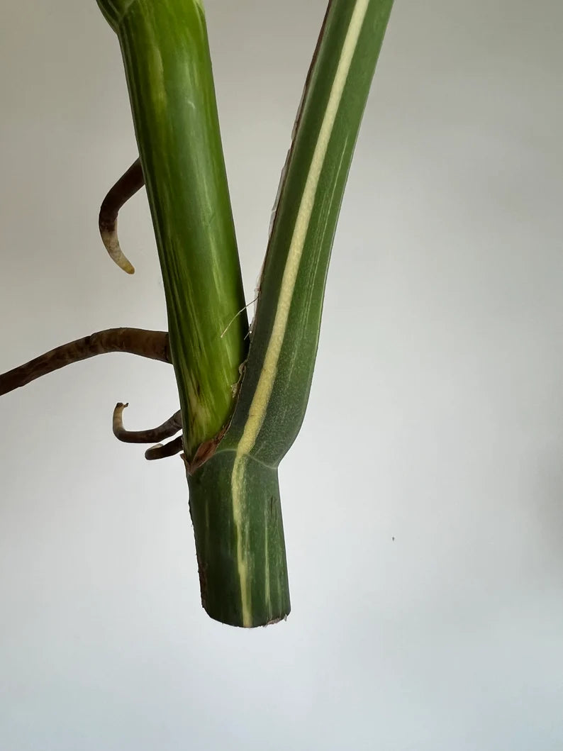 Variegated Monstera Deliciosa Albo Borsigiana 3 Leaves image 8