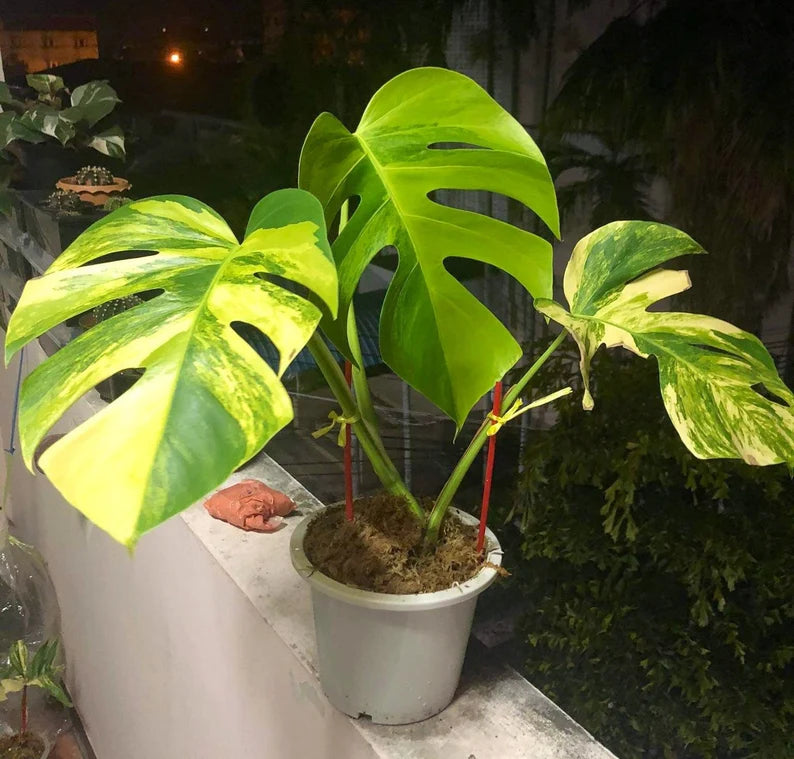 Monstera AUREA Variegated Borsigiana Live Plant Fully Rooted image 0
