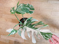 Very white: 4 Mature leafs + 1 in route - H40cm - Monstera Deliciosa variegated large form full rooted image 0