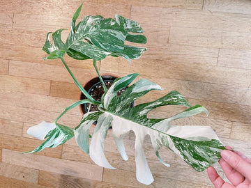 Very white: 4 Mature leafs + 1 in route - H40cm - Monstera Deliciosa variegated large form full rooted image 0