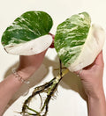 HALF-MOON Albo Monstera Plant- Highly Variegated & Fully Rooted image 2