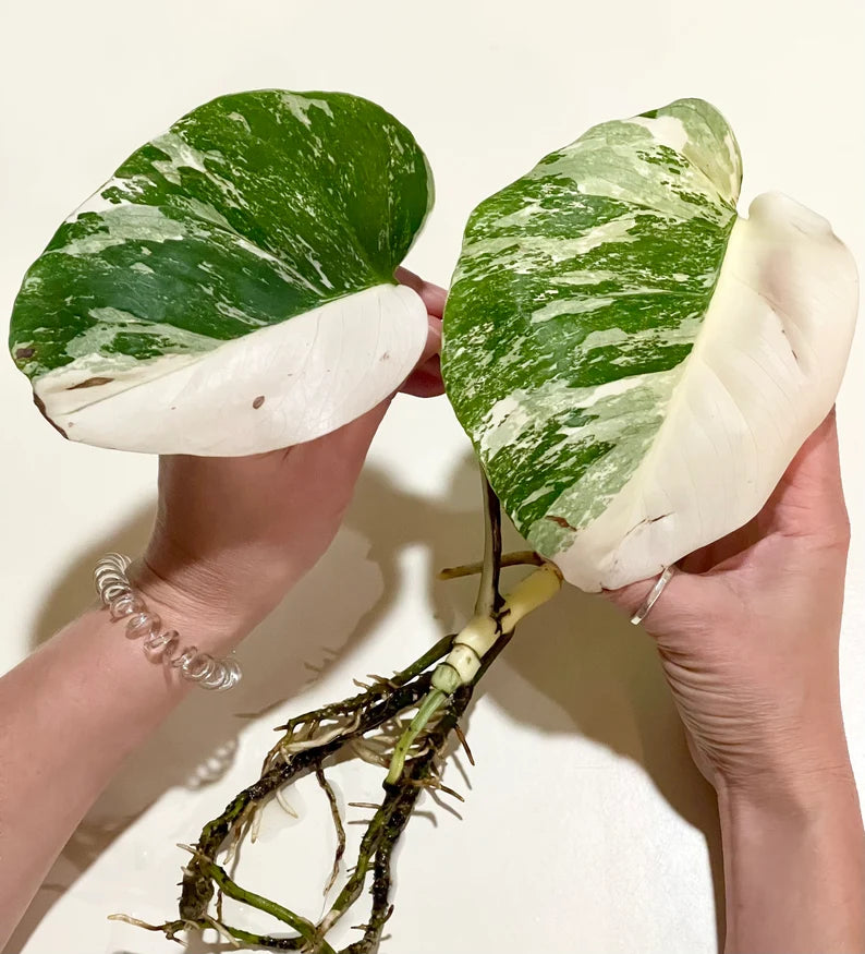 HALF-MOON Albo Monstera Plant- Highly Variegated & Fully Rooted image 2