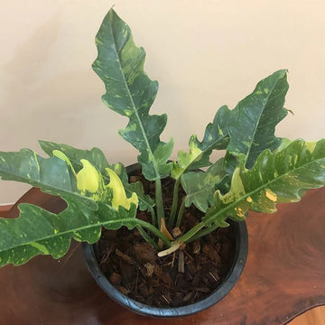 Philodendron Ring of Fire Variegated — 4" Pot image 0