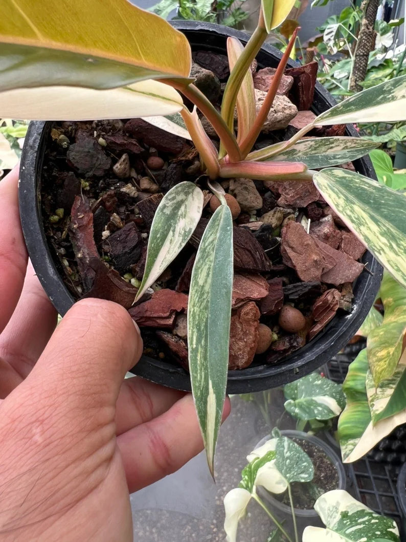 Philodendron Caramel Marble Variegated Fully Rooted Baby Plant image 5