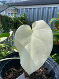 Monstera deliciosa albo image 2