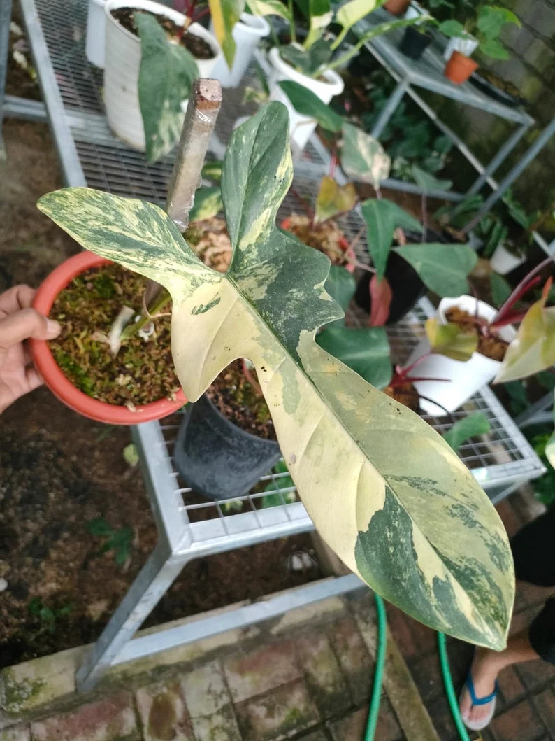 Philodendron Bipennifolium Violin variegated image 2