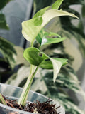 Rhaphidophora Tetrasperma Paragon Albo Variegated image 2