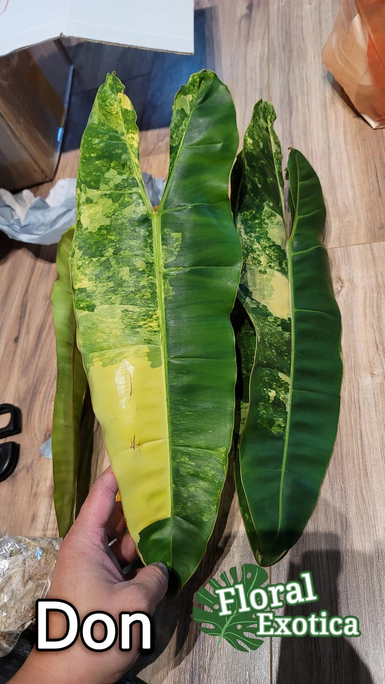 Premium Quality Variegated Billietiae - Extra RARE Collector Plant image 3