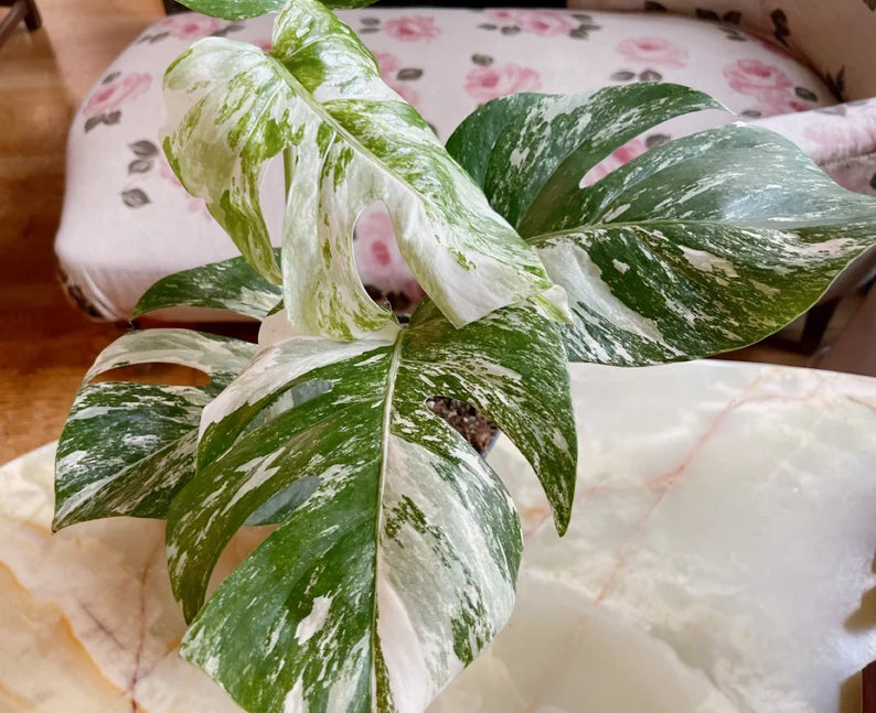 Very Rare: 5 leaves Monstera albo borsiagina Marble full rooted- H40cm image 8