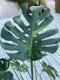 Monstera Deliciosa Sport Variegata — Green on Green, Large Form image 1