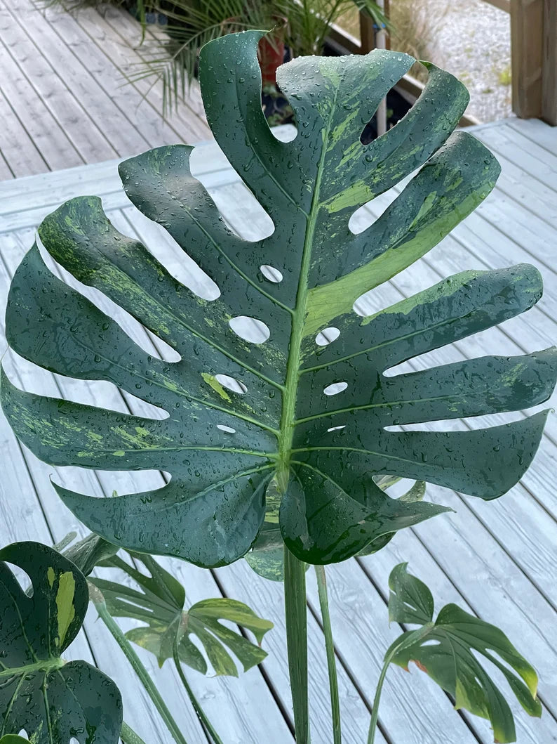Monstera Deliciosa Sport Variegata — Green on Green, Large Form image 1