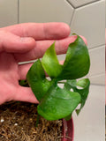 Rhaphidophora Tetrasperma variegated tricolor image 4