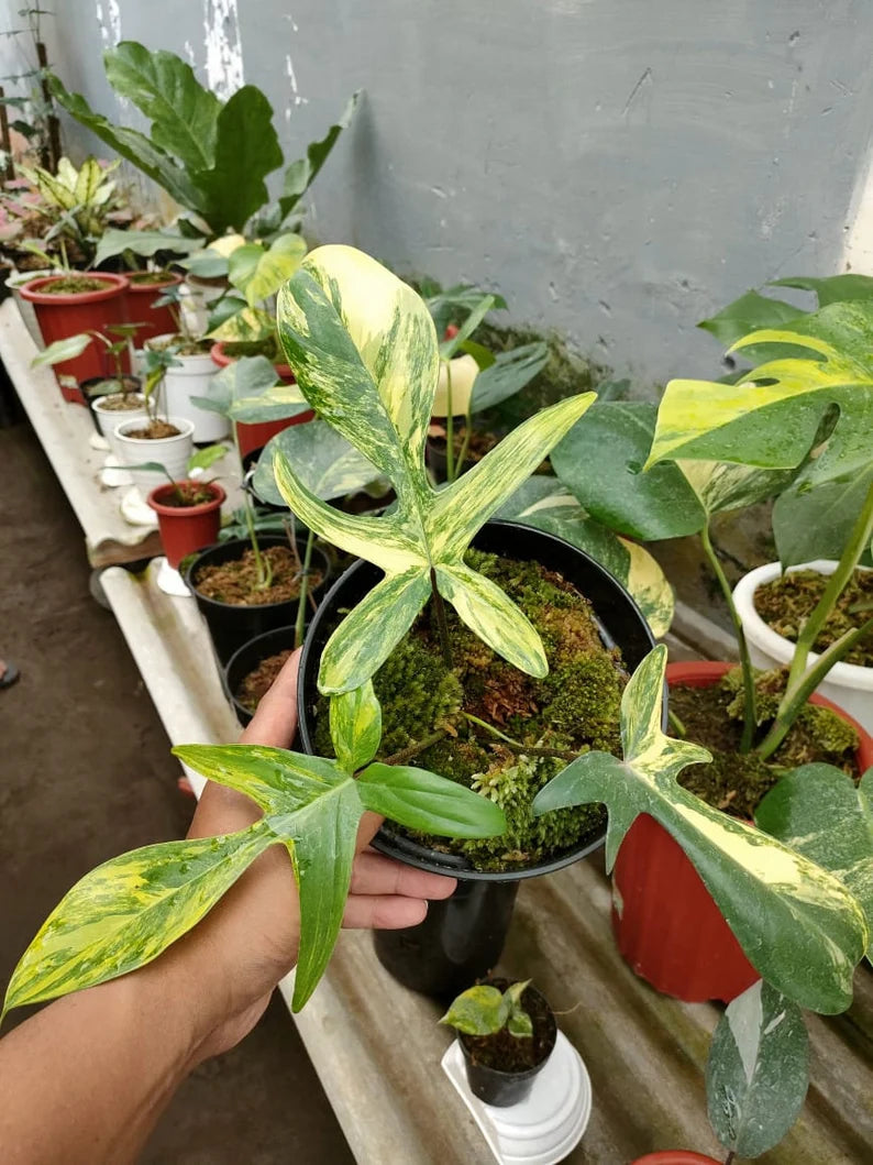 Philodendron Florida Beauty Variegated 3 Leaf Luxurious Variegata image 0