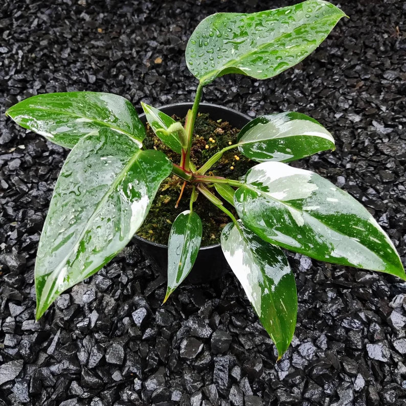 Package 12 philodendron white princess image 0