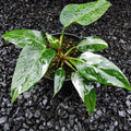 Package 12 philodendron white princess image 0