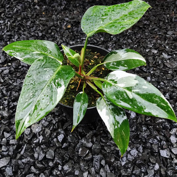 Package 12 philodendron white princess image 0