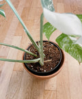 Very white: 4 Mature leafs + 1 in route - H40cm - Monstera Deliciosa variegated large form full rooted image 8