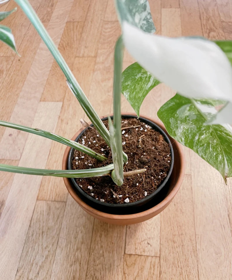 Very white: 4 Mature leafs + 1 in route - H40cm - Monstera Deliciosa variegated large form full rooted image 8