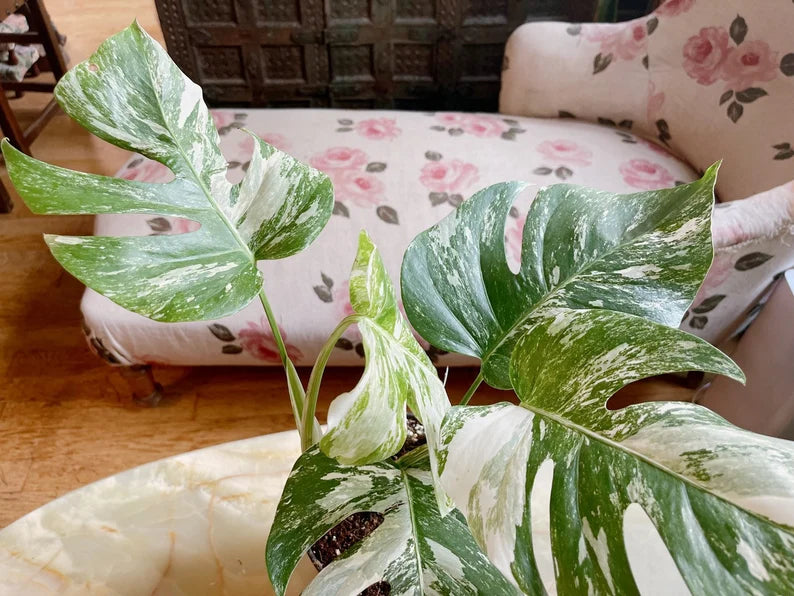 Very Rare: 5 leaves Monstera albo borsiagina Marble full rooted- H40cm image 7