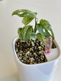 Monstera Adansonii Mint - whole plant. Phyto included! image 6