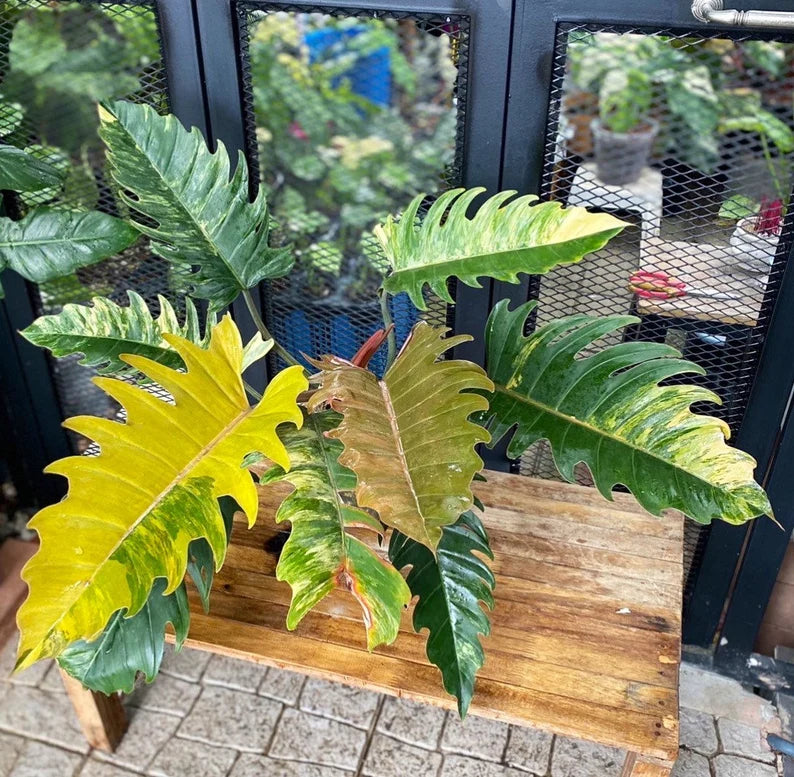 Rare Big Size Philodendron Caramel Marble Variegated Fully Rooted Plant 9 leaves image 0