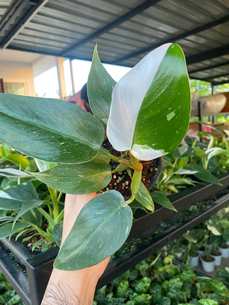 12x Philodendron white princess (small) image 0