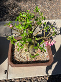 Rachinee RCN—Thai Arabicum image 1