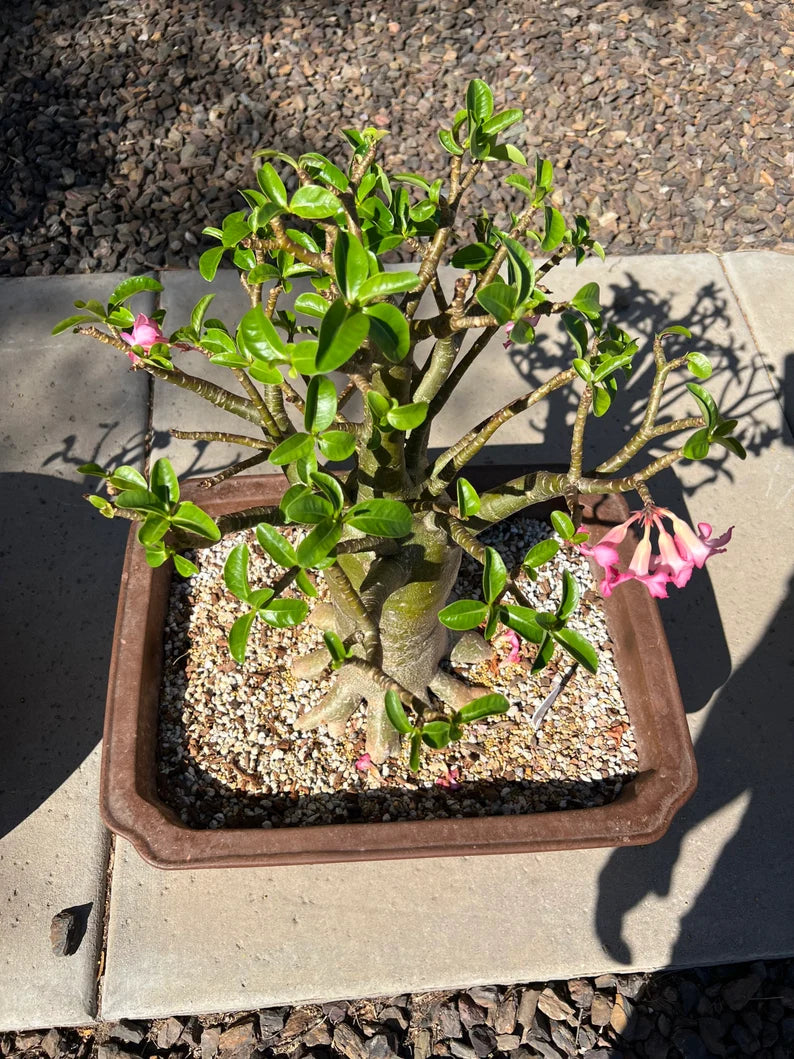 Rachinee RCN—Thai Arabicum image 1
