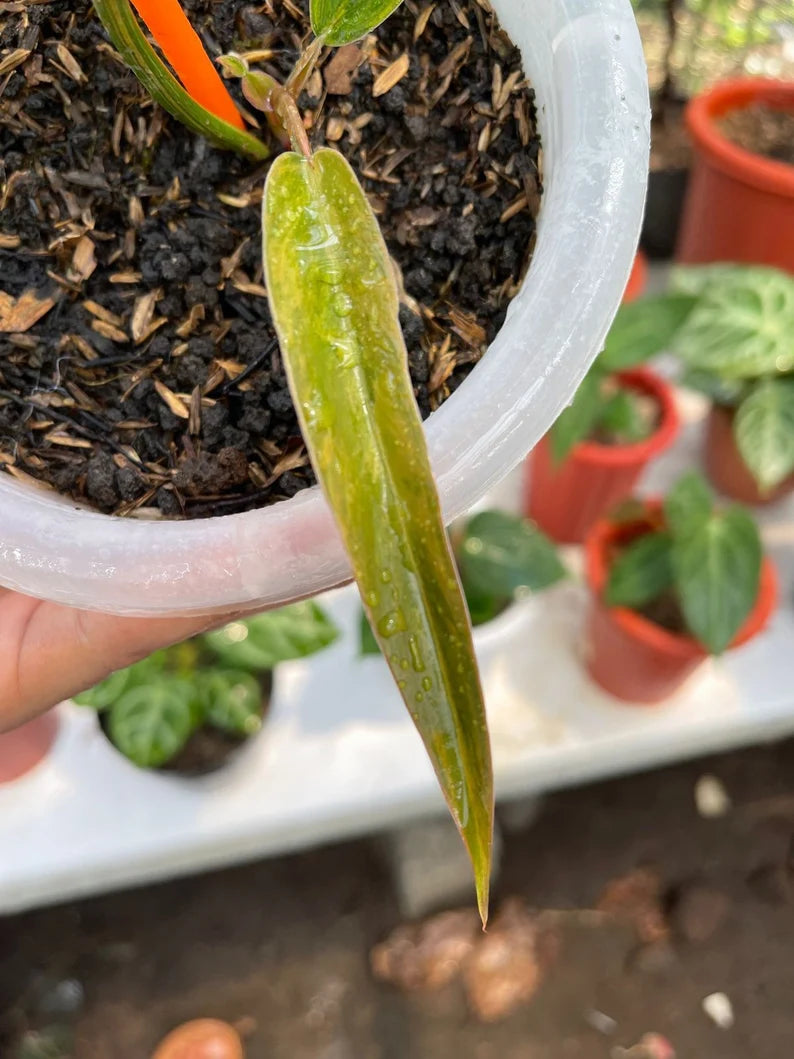 Variegated Philodendron Caramel Marble image 1
