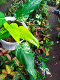 Rare Philodendron Domesticum Variegated Plant image 3