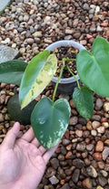 Philodendron Ilsemanii Variegated image 0