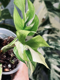 Rhaphidophora Tetrasperma Paragon Albo Variegated image 4