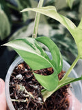 Rhaphidophora Tetrasperma Paragon Albo Variegated image 5