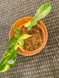 Variegated Florida Beauty Philodendron image 2