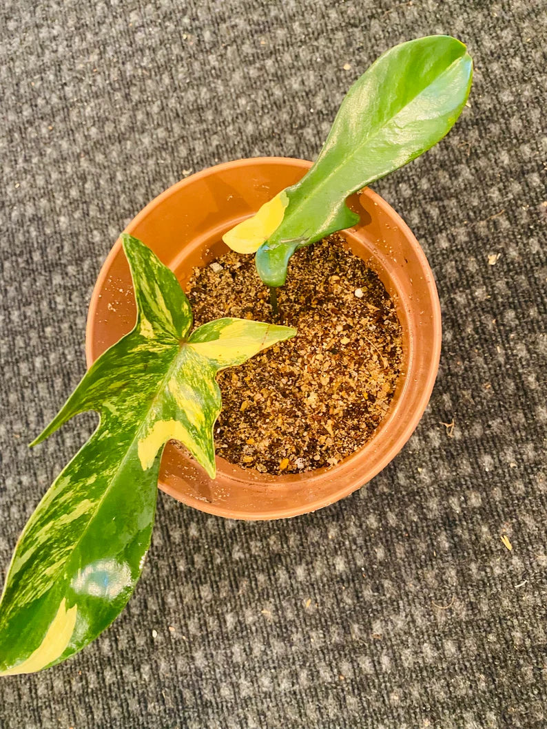 Variegated Florida Beauty Philodendron image 2