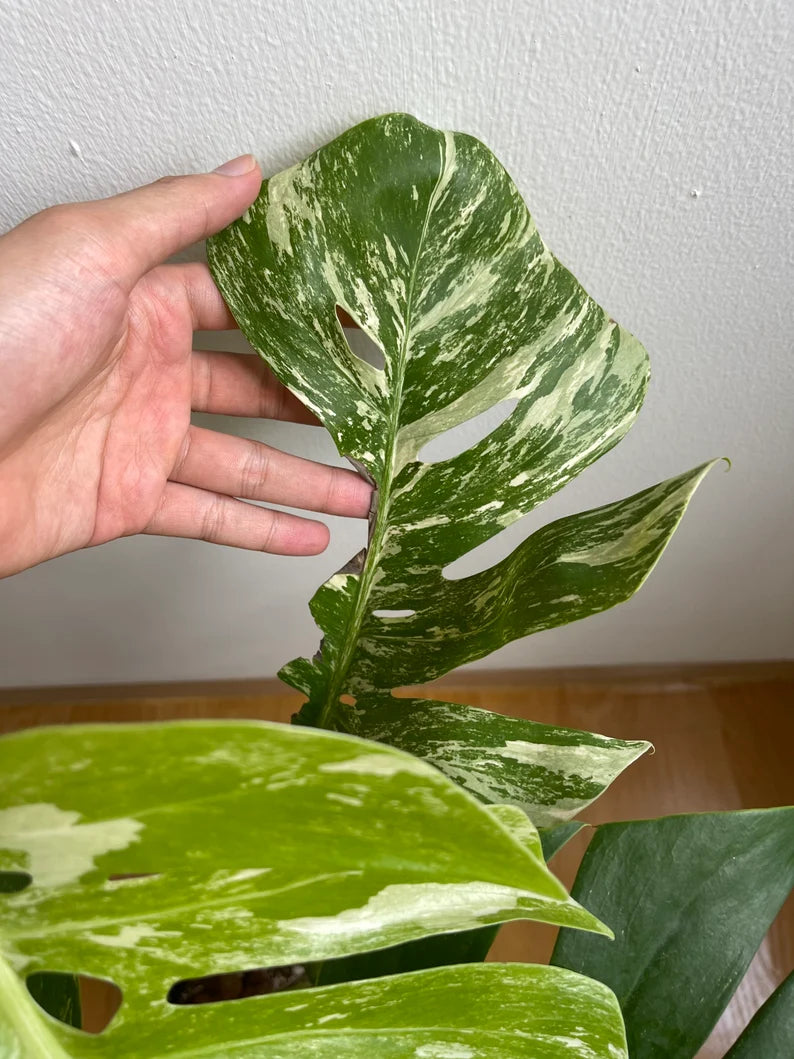 Monstera Albo Variegata 6 leaves image 7