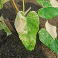 Philodendron Domesticum Variegated — 1 Pot image 0