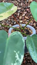 Philodendron Ilsemanii Variegated image 1