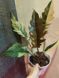 Philodendron Caramel Marble Plant Well Rooted Mother Plant image 5