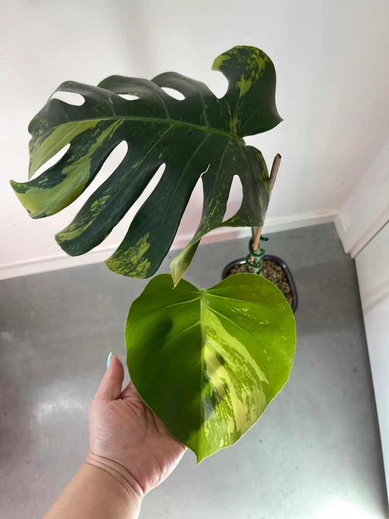 Monstera Deliciosa Sport Variegata — Green on Green, Large Form image 2